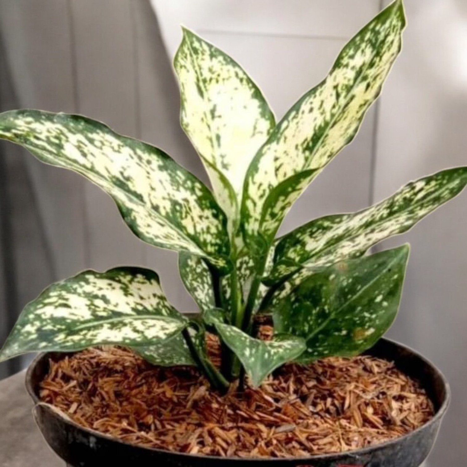 Aglaonema Snow White (Snowflake) Plant for Indoor